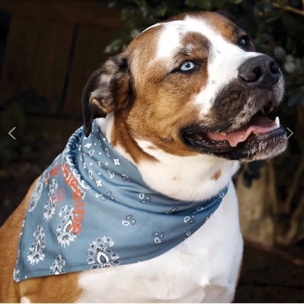 NWT The Upside Dog PUPSIDE Blue Necktie Bandana